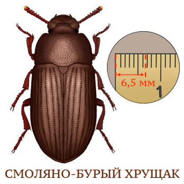 Смо
ляно-бурый хрущак