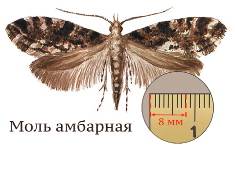 Моль амбарная