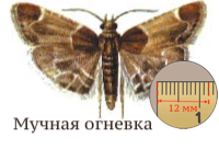 Мучная огневка