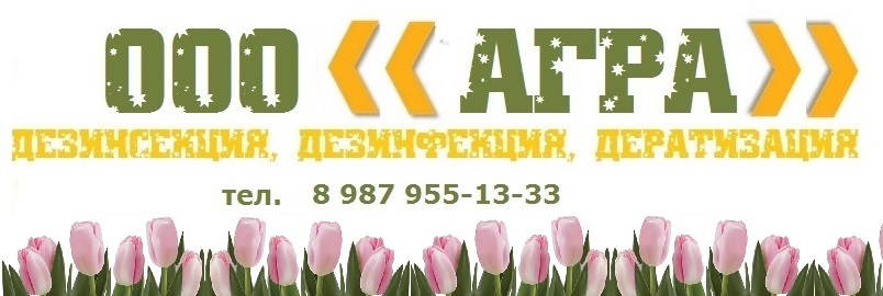 Уничтожение тараканов в Самаре: морить насекомых с гарантией в 2024