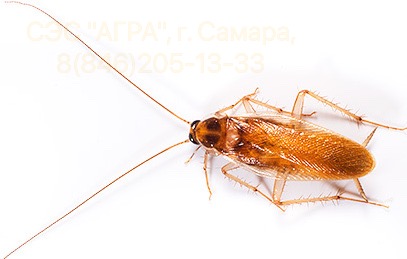 Уничтожение тараканов в Самаре: цена с гарантией на мор