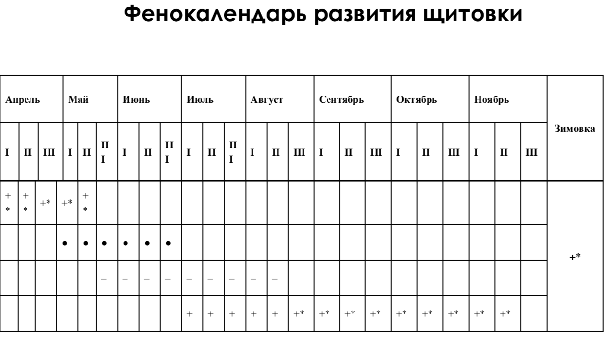 Фенокалендарь развития щитовки