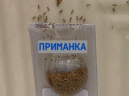 Гель от муравьев