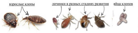 Клопы на увеличенном снимке